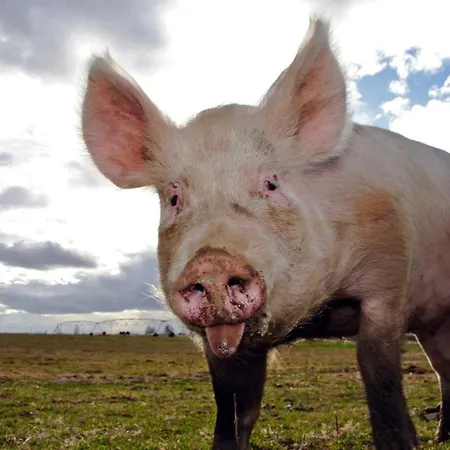 Chalet Sonnrain Sankt Martin am Tennengebirge